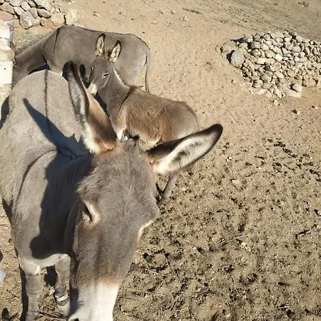 Apartament Octopus Blue *