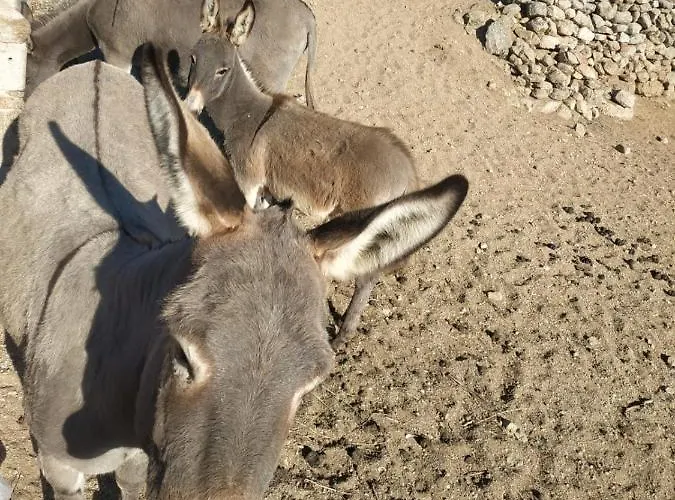 Appartement Octopus Blue *